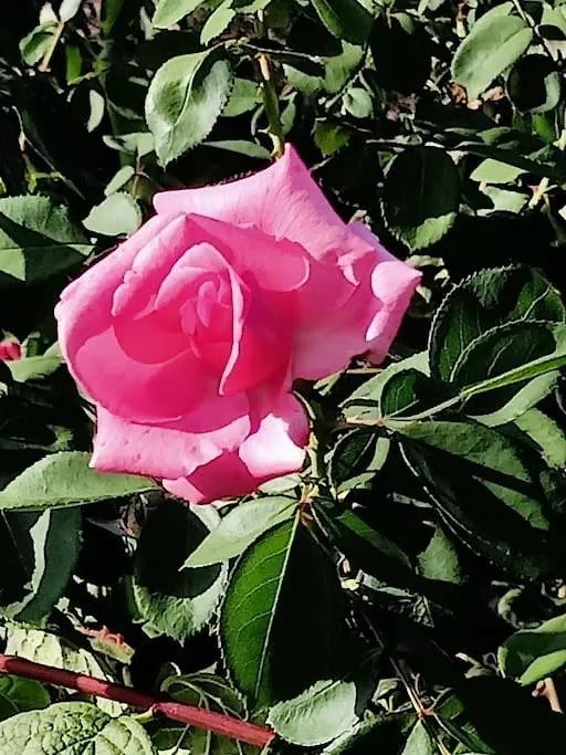 הוילה טראביה Il Giardino Degli Ulivi וילה